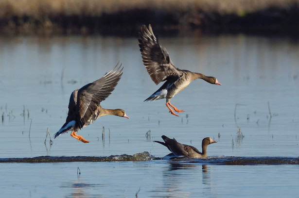 Landing Ducks